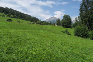 Fototapeta na wymiar Eco farming: Green lush and fragrant meadows with flowers in front of the panoramic imposing mountain landscape of the Hochkönig region in the austrian Alps