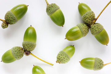 acorns on a white surface, top view.