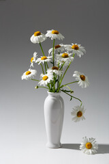 Still life with chamomile flowers in an elegant white ceramic vase, on a gradient gray background.