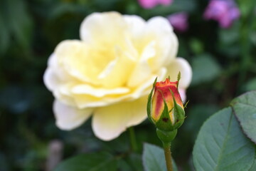 Rose close up
