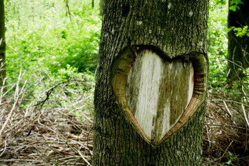 Znak serca na pniu drzewa