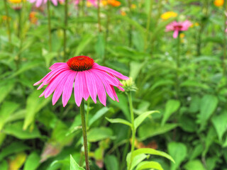 Purpur-Sonnenhut (Echinacea purpurea )
