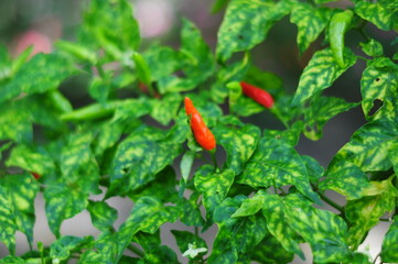 red chili pepper