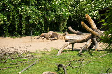 Fototapeta premium Snapshot from Zoo de Cologne of Camels in Cologne, Deutschland