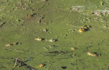 frogs in green nasty water