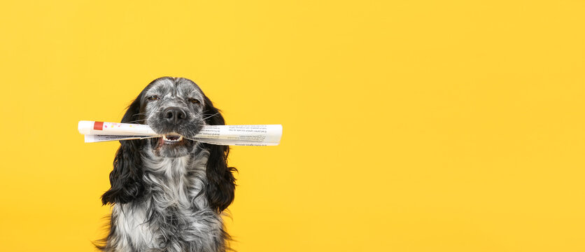 Cute funny dog with newspaper on color background with space for text