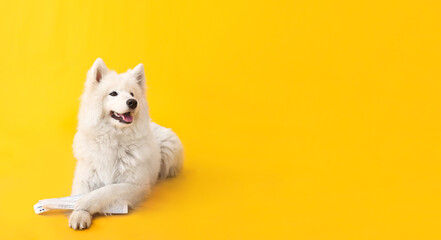 Cute funny dog with newspaper on color background with space for text