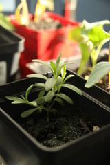 lavender seedling in a pot