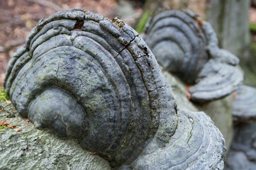 close-up of an ancient tree trunk and decorative round mushroom shapes