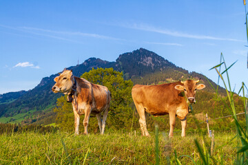 Kühe - Allgäu - Grünten - Braunvieh - Hörner - Grünten 