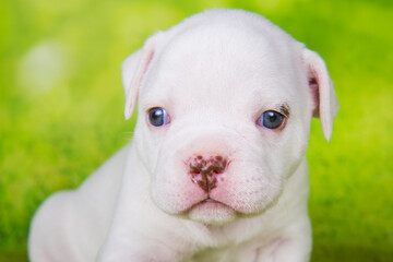 Close up portrait of American Bullies puppy on green background