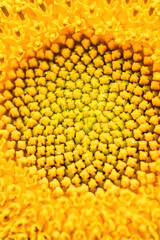 Yellow sunflower in the garden on a sunny day, close up. Summer and autumn background. Vertical photo