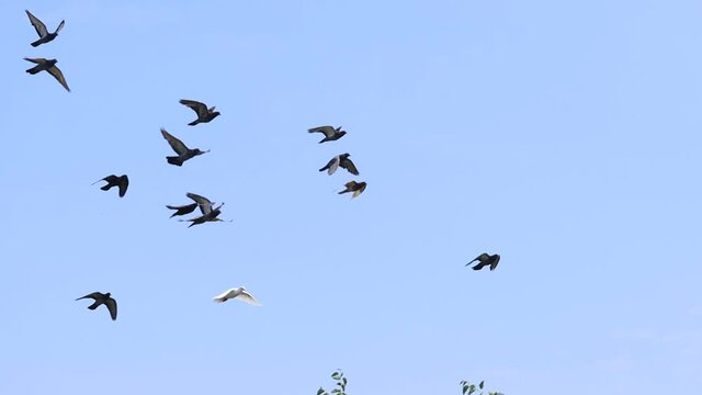 pigeons flying across the sky slow motion