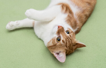 On the bed, on a green blanket, upside down, lies a red and white cat. Postcard, wallpaper,...