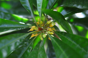 Fototapeta premium close up of a leaf