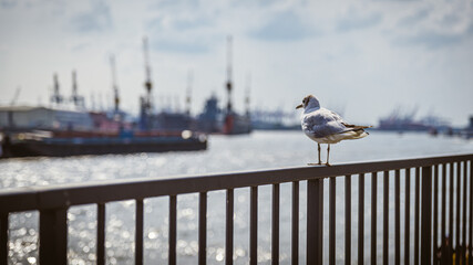 Möwe sitzt am Hamburger Hafen auf einem Geländer