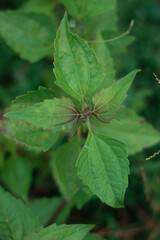 Small bush green leaves in forrest