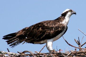 Fototapeta premium Osprey on nest in Florida