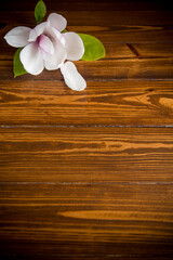 one pink flower on a branch of blooming magnolia on a wooden table