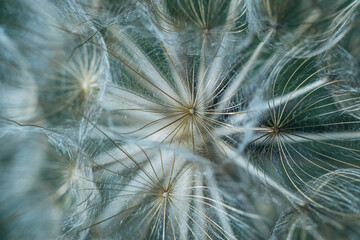 macro photo pattern of a light dandelion during flowering very close
