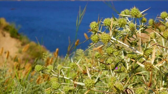 Steppe vegetation on the slopes of the Tiligul estuary, Ukraine