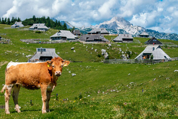 Fototapeta na wymiar The cows and herdsmen's huts on the Big Pasture Plateau in Slovenia in the Kamnik Savinja Alps.