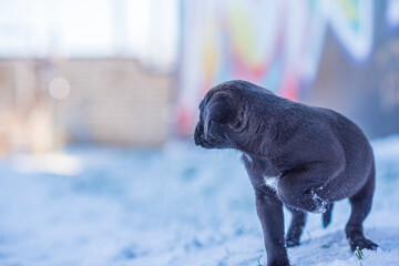 A homeless dog runs across a snow-covered field.