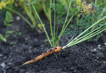 Young carrots are pulled out of the ground in a close-up in the garden.