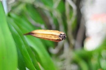 dried orchid pod