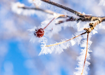 A close up view of hoar frost on an old cherry.