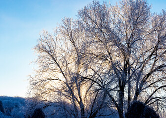 First morning light hits the tops of trees covered in a thick layer of hoar frost in Waukesha County, Wisconsin.