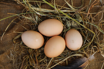 eggs in the nest, eggs in the hay	