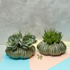Decorative ceramic vase. Stylish Interior home design. Succulent and cactus plants in pot