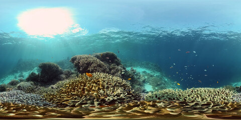 Naklejka na ściany i meble Tropical sea and coral reef. Underwater Fish and Coral Garden. Underwater sea fish. Tropical reef marine. Colourful underwater seascape. Philippines. Virtual Reality 360.