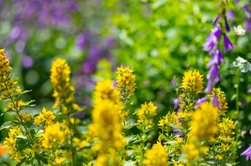 Summer background. Delightful blooming yellow wildflowers and bright green grass in the meadow in soft focus. Blooming herbs