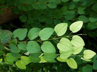 green leaves of Cercidiphyllum Japonicum tree in summer