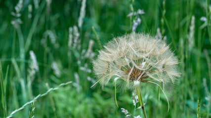 A Dandelion in the grass