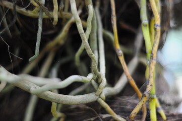 orchid root on the tree
