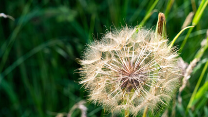 A Dandelion head against a green background