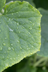 Close up shot of water droplets on green cucumber leaf.