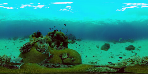 Coral reef and tropical fishes. The underwater world of the Philippines. Philippines. 360 panorama VR
