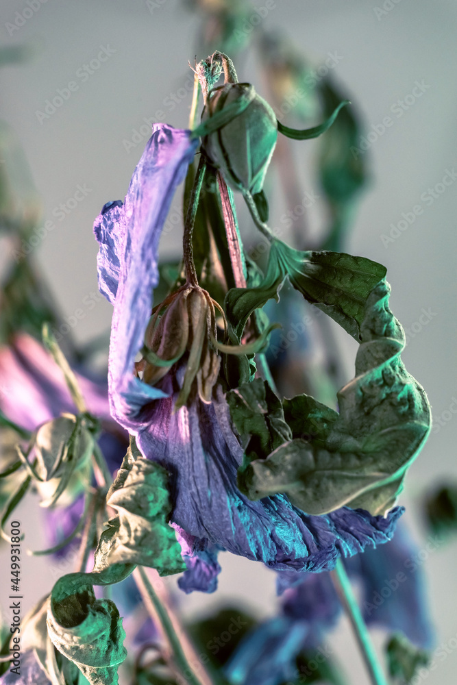 Poster close up faded flowers. beautiful plant minimal in neon light. minimalism retro style concept. backg