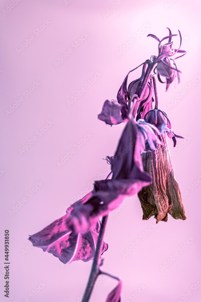 Poster Close up faded flowers in the color light. Beautiful plant minimal in neon light. Minimalism retro style concept. Background pattern for design.