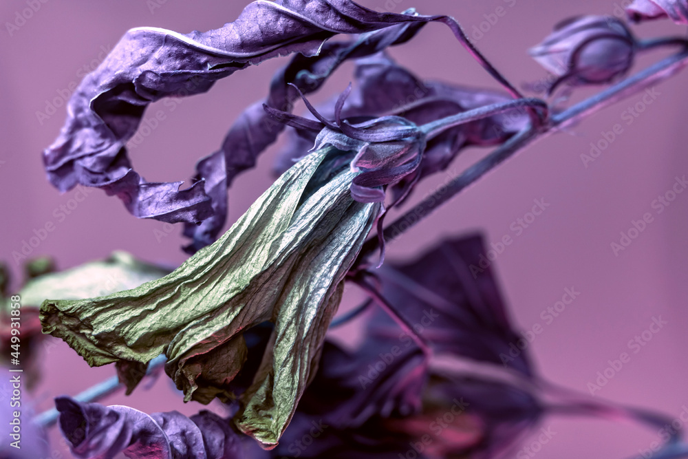 Poster close up faded flowers in the color light. beautiful plant minimal in neon light. minimalism retro s