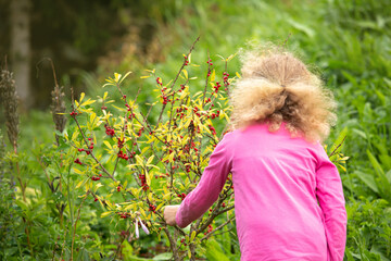 Young 4 year old curious child pick and eat highly poisonous Daphne mezereum red berry from bush. Health hazard and poisoning concept. © FotoHelin