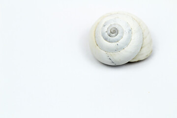 Macro photography of white snail shell