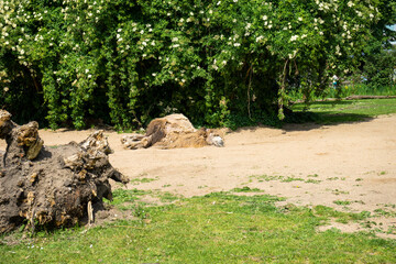 Snapshot from Zoo de Cologne of Camels in Cologne, Deutschland