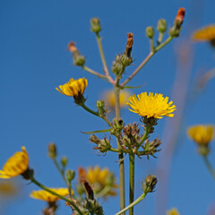 Blühendes Habichtskraut, Hieracium, iin einer Nahaufnahme
