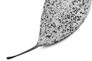 Dry eucalyptus leave on white background