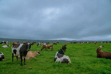 Cows grazing in a field in Knysna, Western Cape, South Africa